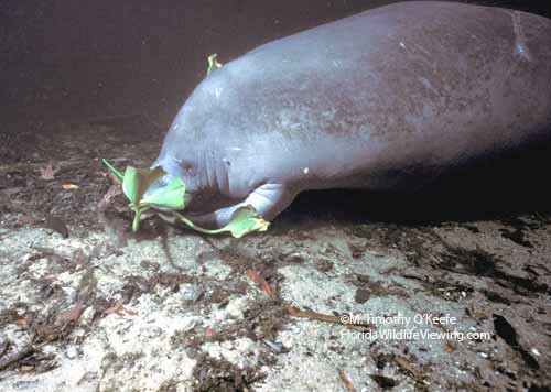 Florida manatee feeds on bottom using its flippers